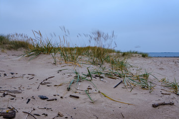 dry grass bents in sand on the beach