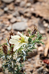 Detail eines Kaktus, Pflanze, Blüte, Natur 
