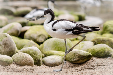 wading bird, standing on one leg