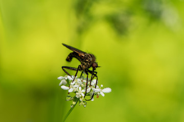 Insekten