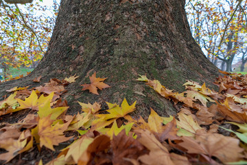 Großer massiver Baumstamm mit herbstlichen Blättern