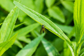 Insekten