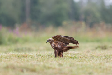 Birds of prey - Marsh Harrier (Circus aeruginosus), landing,