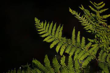 Beautiful detail landscape image of fern in forest lit by sun against black background