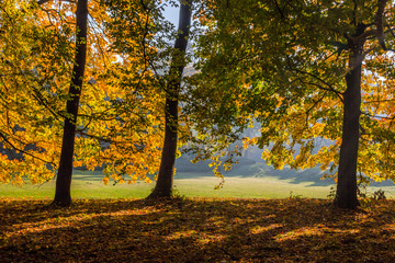 Fototapeta na wymiar shadows sunbeams and colors of the autumn in the park