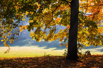 Fototapeta na wymiar shadows sunbeams and colors of the autumn in the park