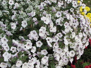 flower. Flowers. Nature.