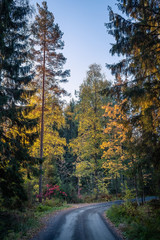idyllic road landscape with fall colors and mood light at autumn morning in Finland.