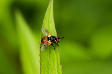 Fototapeta na wymiar Insekt