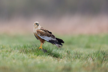 Birds of prey - Marsh Harrier (Circus aeruginosus), landing,