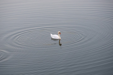 Single swan swimming close to shore.Single swan swimming with  ondulations in the water