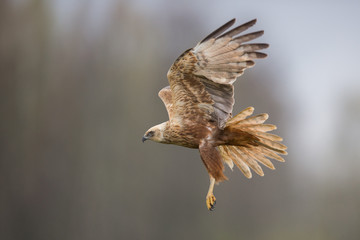 Birds of prey - Marsh Harrier (Circus aeruginosus), landing,