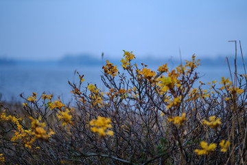 lonely trees with last colored leaves in branches shortly before winter