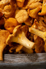 Fresh mushrooms chanterelles top view