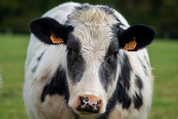 Portrait cow