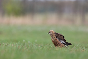 Naklejka na ściany i meble Birds of prey - Marsh Harrier (Circus aeruginosus), landing,