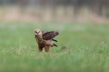 Birds of prey - Marsh Harrier (Circus aeruginosus), landing,