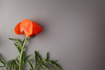 Red flower on gray background