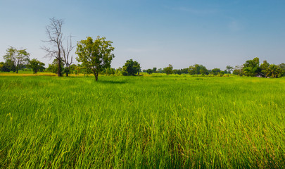  green rice field nature landscape and blue sky