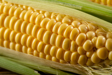 Fresh sweet corn cob close-up
