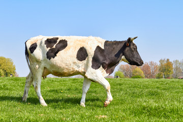 Cow in meadow