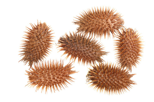 dry Xanthium strumarium isolated on white background has medicinal properties. Top view. Flat lay pattern