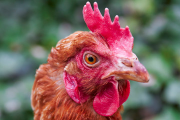 Headshot of a chicken