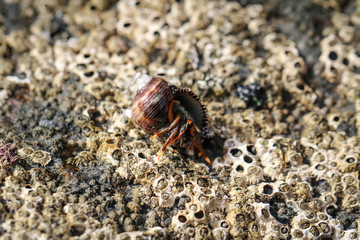 Muschel, Pocken, Seepocken, Einsiedlerkrebs