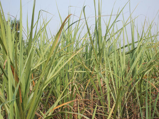 Obraz premium Sugarcane and sky so natural.