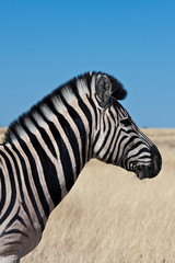 Fototapeta na wymiar Zebra 4