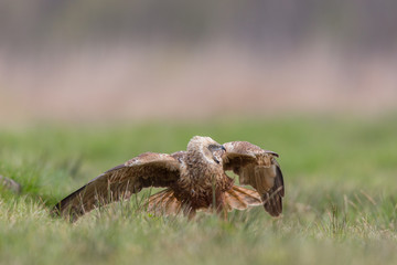 Birds of prey - Marsh Harrier (Circus aeruginosus), landing,