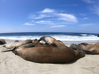 foki i lwy morskie © michalsen