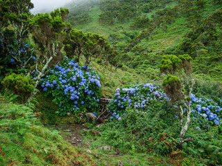 Image of beautiful blooming hydrangeas in the nature