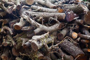Pile of firewood. Firewood in the forest. Background. Preparation of firewood for the winter.