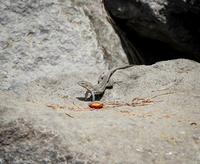 Gran-Canaria-Rieseneidechse, Kanareneidechse, Gekko 