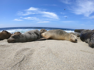 foki i lwy morskie © michalsen