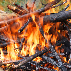 Fire roast flame. Be careful in the forest!