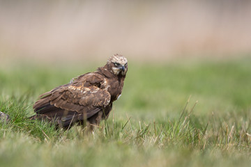 Birds of prey - Marsh Harrier (Circus aeruginosus), landing,