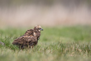 Birds of prey - Marsh Harrier (Circus aeruginosus), landing,