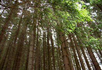 Fototapeta na wymiar Carpathian pine forest. Green Reserve.