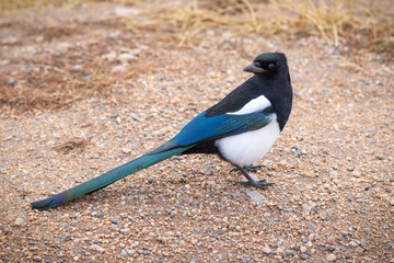 Magpie