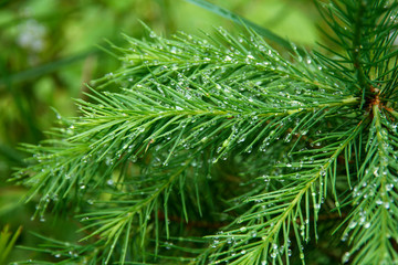 Fototapeta na wymiar Young green needles in water droplets.