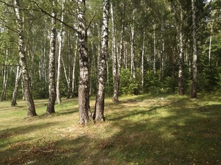 path in the forest