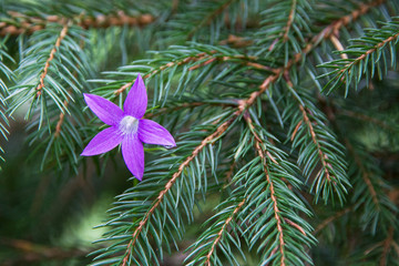 Purple bell in spruce branches.