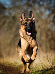 german shepherd dog outdoor