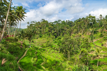 Fototapeta na wymiar Tegallalang Rice Terraces in Ubud is famous for its beautiful scenes of rice paddies involving the traditional Balinese cooperative irrigation system. Ubud, Bali, Indonesia.