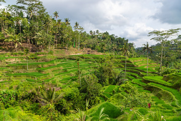 Fototapeta na wymiar Tegallalang Rice Terraces in Ubud is famous for its beautiful scenes of rice paddies involving the traditional Balinese cooperative irrigation system. Ubud, Bali, Indonesia.