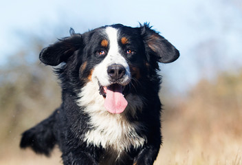 Bernese Mountain dog outdoors