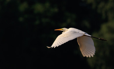 Great Egret(Ardea alba) in flight