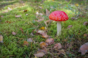 Red fly-agaric in the autumn forest